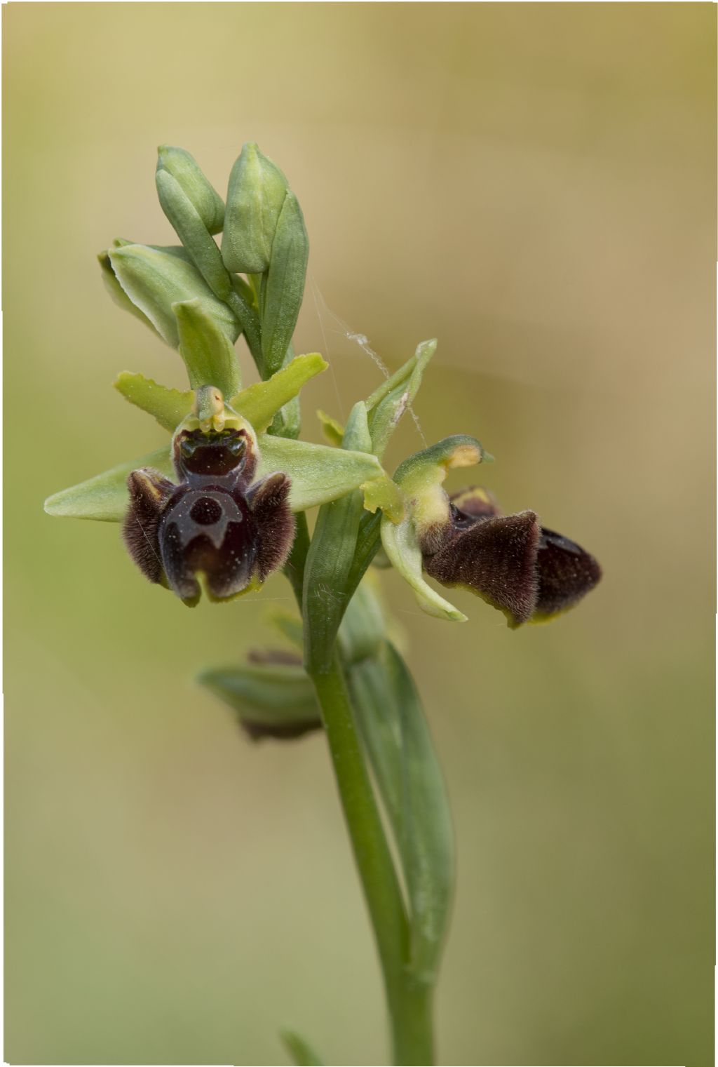 Ibrido di Ophrys sphegodes x O. incubacea??